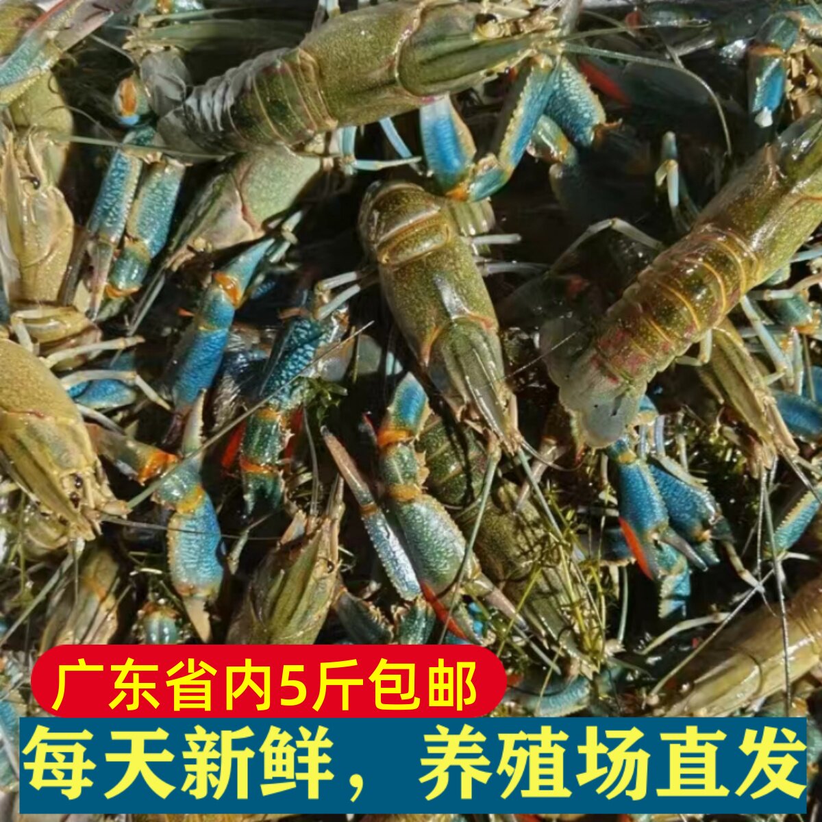 澳洲龙虾3斤_澳洲龙虾3斤折扣优惠券