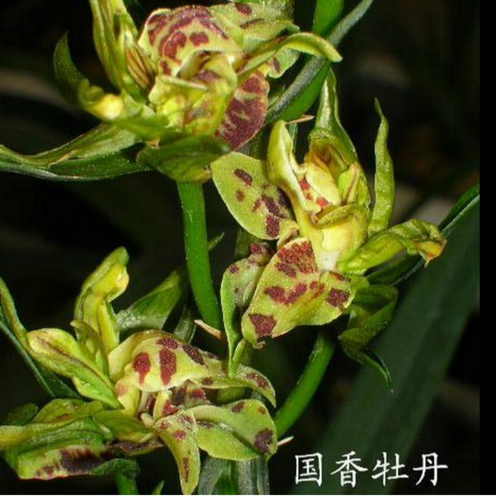 兰花墨兰春节开花花期国香牡丹时令草本花卉