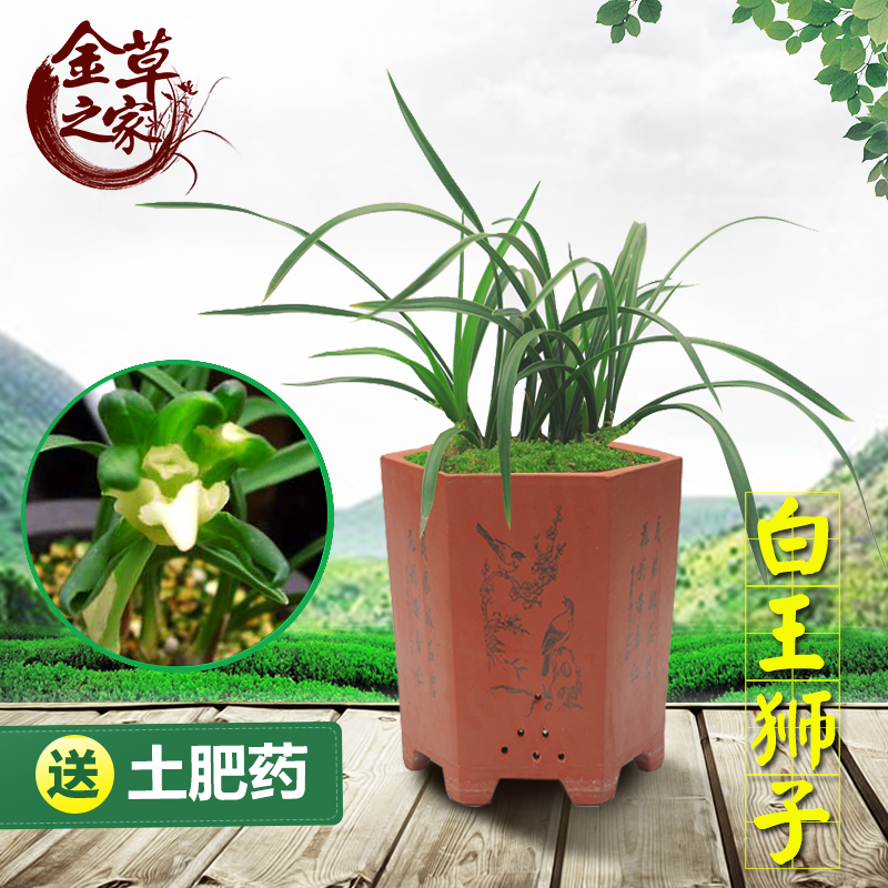 兰花苗 白王狮子 春兰精品好养浓香绿植花卉盆栽 春季带花苞