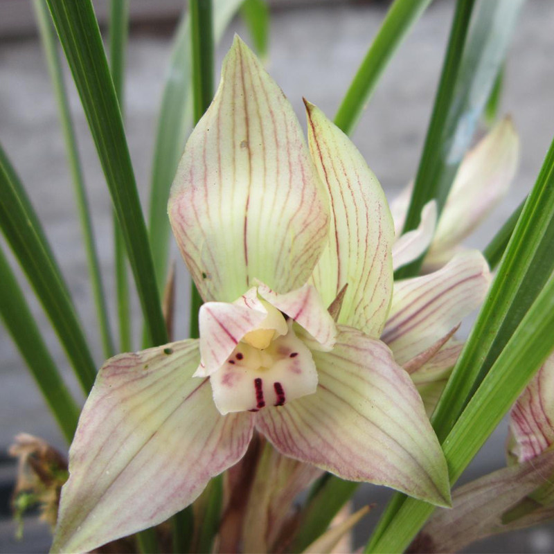 正品四川兰花苗无花苞铭品春兰蝉翼翅膀花玉蝉原生种自然栽培浓香