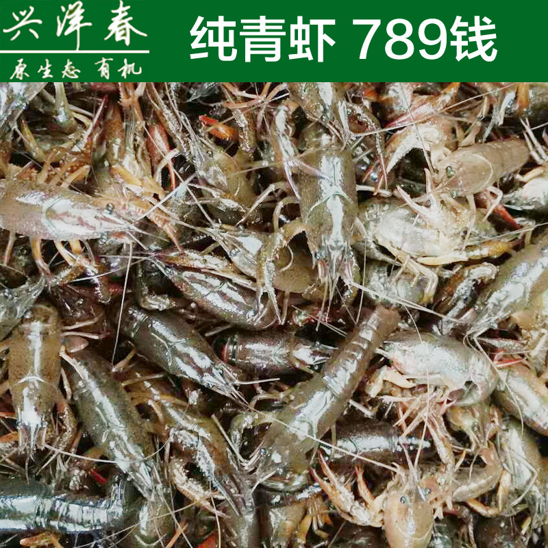 热销青龙虾活体_新品武汉大青小龙虾鲜活虾清水养殖龙虾新鲜大青虾