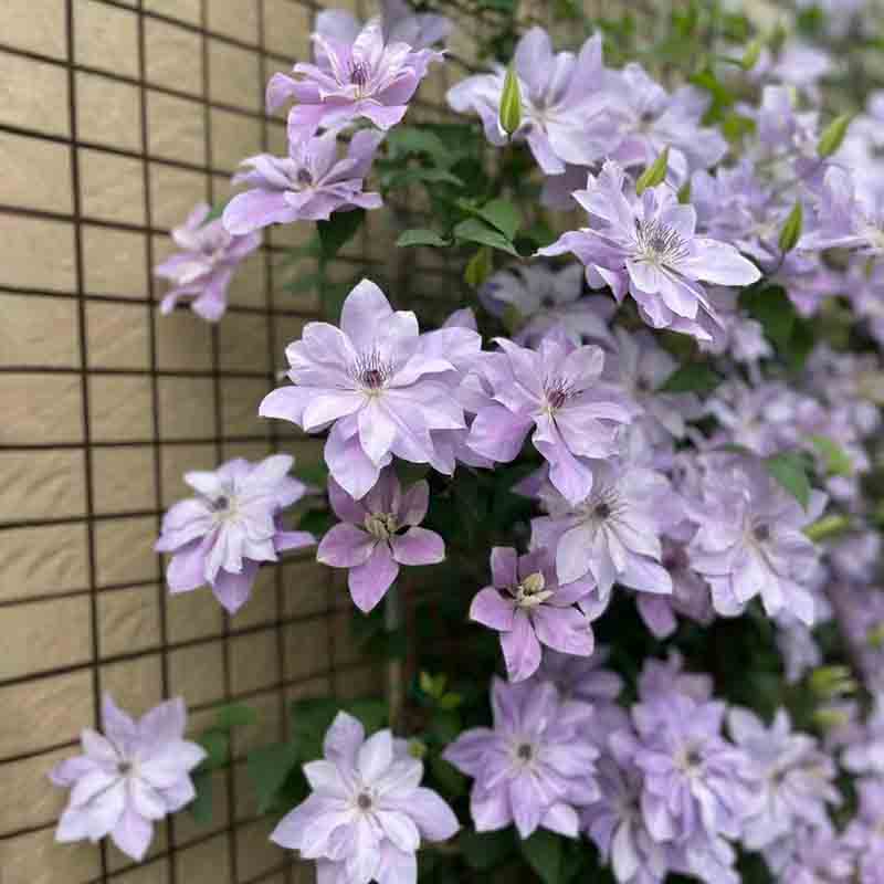 倒影铁线莲花盆栽爬藤植物大苗单瓣大花藤本花卉庭院无刺攀爬耐热