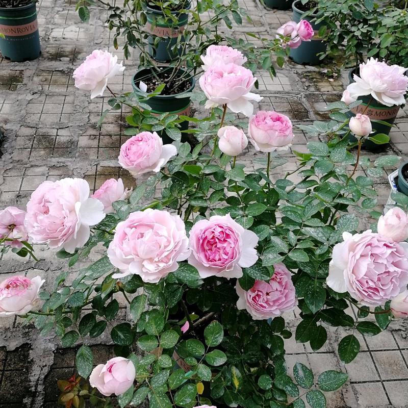 伊芙贵族香水月季