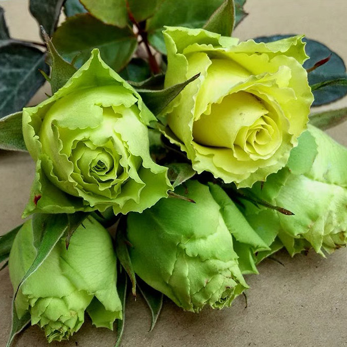 欧月 凌波 奶绿色切花浓香灌木玫瑰阳台月季花苗盆栽绿植