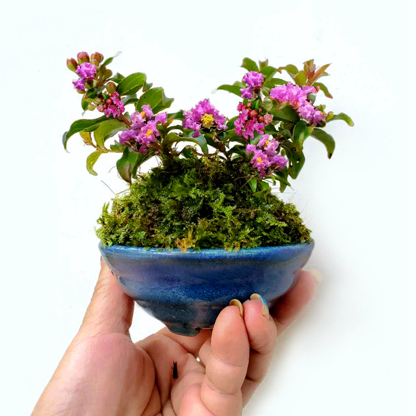 姬紫薇掌上微型盆景素材日本进口盆栽