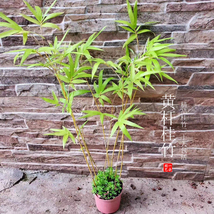 黄杆桂竹60cm观赏书房意境深远中式生活盆景用竹绿植室内净化空气