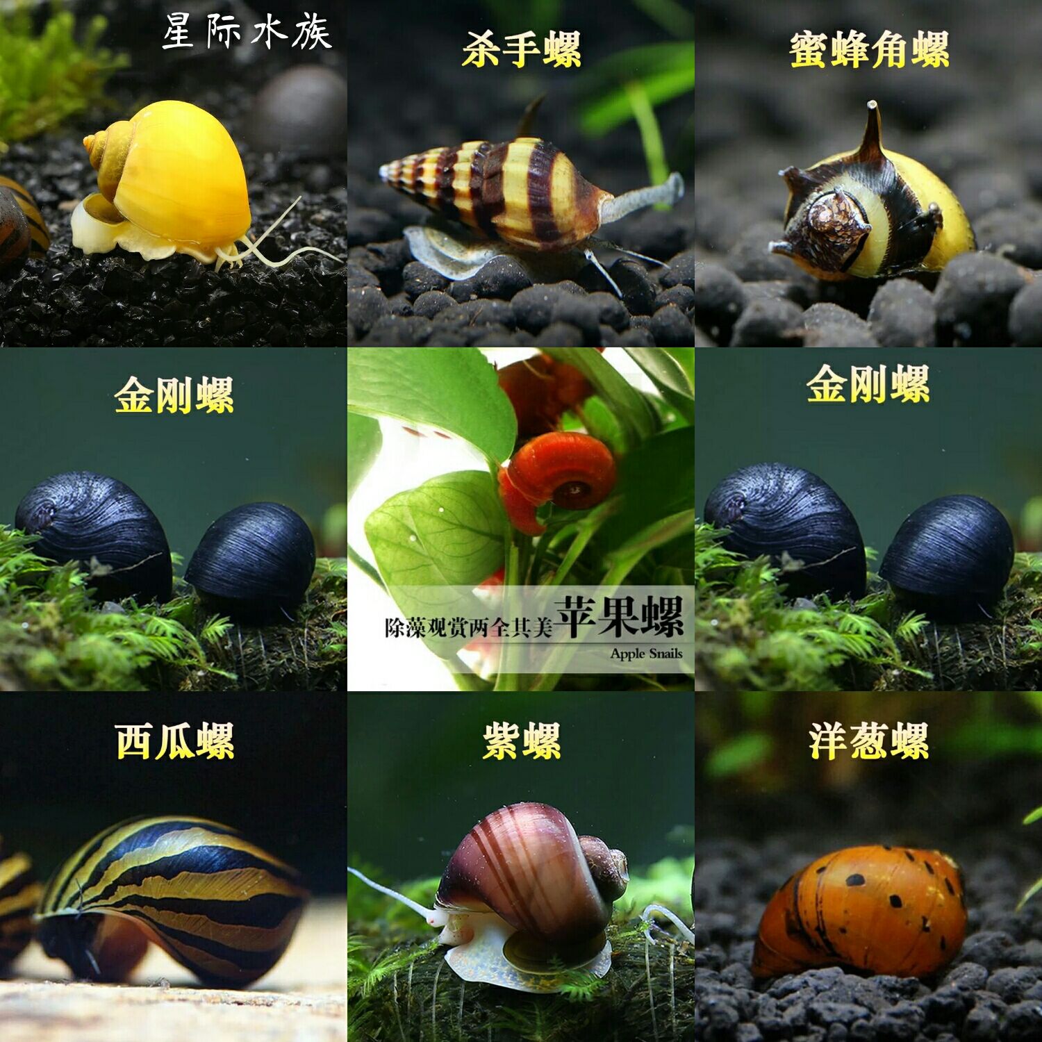 上海星际水族的优惠券大全—观赏螺除藻淡水宠物苹果螺黄金螺神秘螺