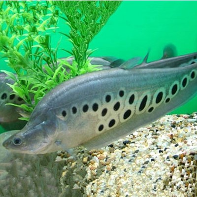 热带鱼观赏鱼大型七星刀鱼淡水宠物混养凶猛食肉水族活体可混养