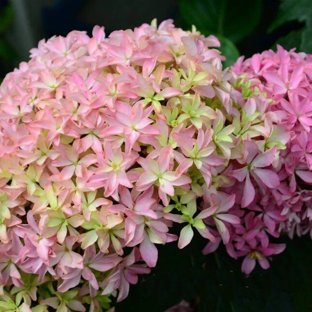 重瓣大花绣球 你我的灵感 花园植物 阳台庭院绿植盆栽花苗