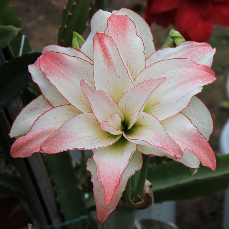 热销小苍兰种球_朱顶红爱神种球 蝴蝶 重瓣复瓣 种球花卉优惠券