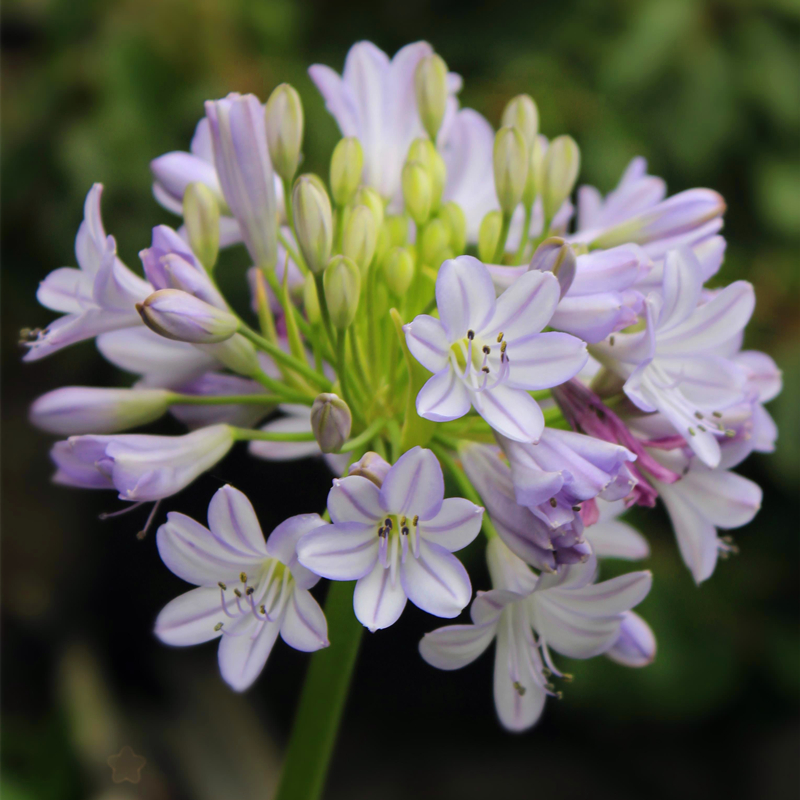矮生百子莲安乐 多年生盆栽 花量紧凑 日本品种