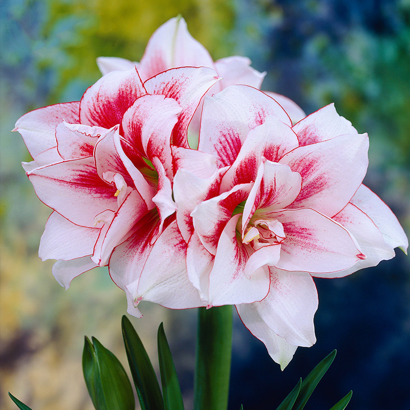 朱顶红精灵小球 重瓣复花双花对版