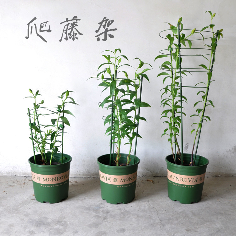 园艺用品 植物固定爬藤架子 铁环花支架园艺支架攀爬植物 花架在类目 鲜花速递/花卉仿真/绿植园艺, 园艺用品, 其它园艺用品中 - 来自Buy2taobao.com提供专业的淘宝代购服务