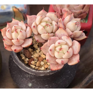 粉爪四头木质桩韩国多肉盆栽多肉贵货多肉稀有多肉木质桩子肉肉