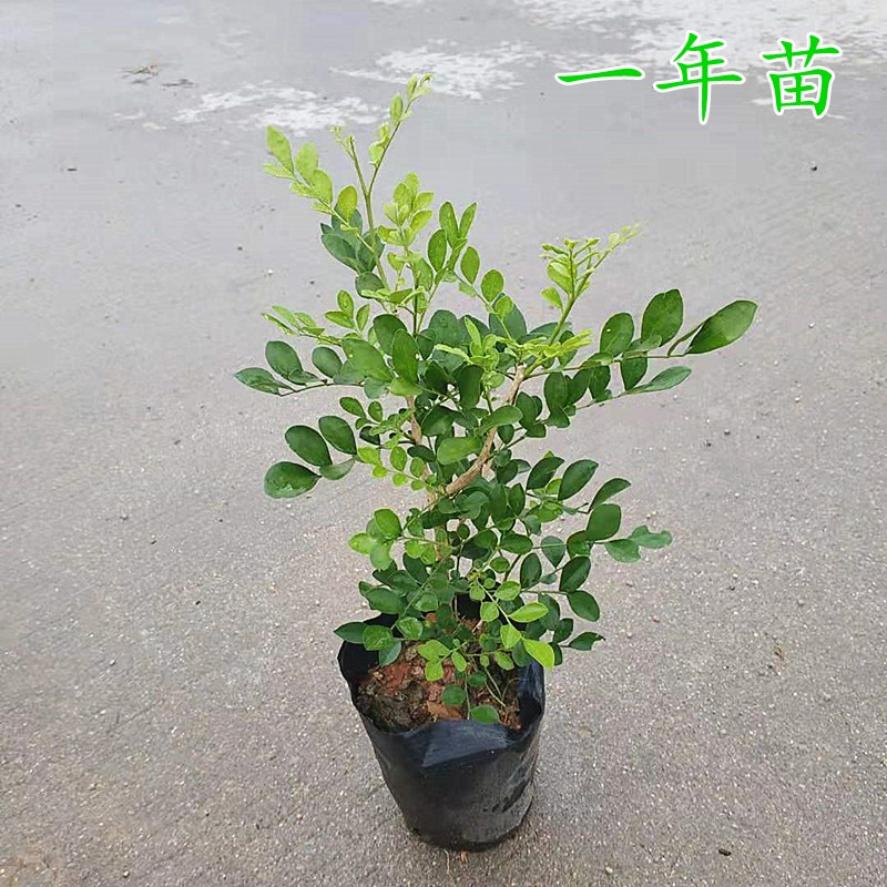 九里香花苗带土带杯阳台庭院室外花卉植物七里香千里香苗绿植盆栽