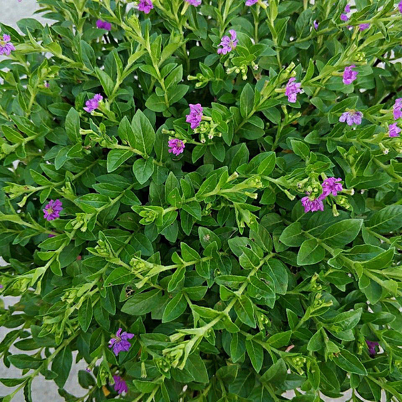 满天星盆栽苗带花包邮_包邮带土发货阳台庭院室外花卉红花满天星满天