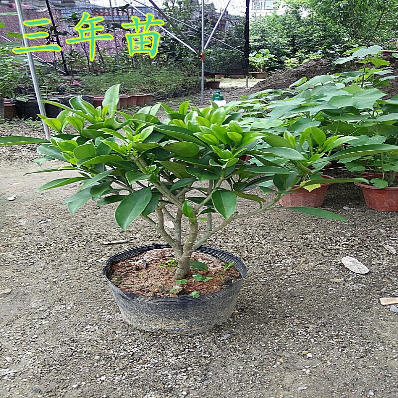 非洲茉莉花苗带土带杯阳台庭院室外花卉公园植物灰莉树苗盆栽种植