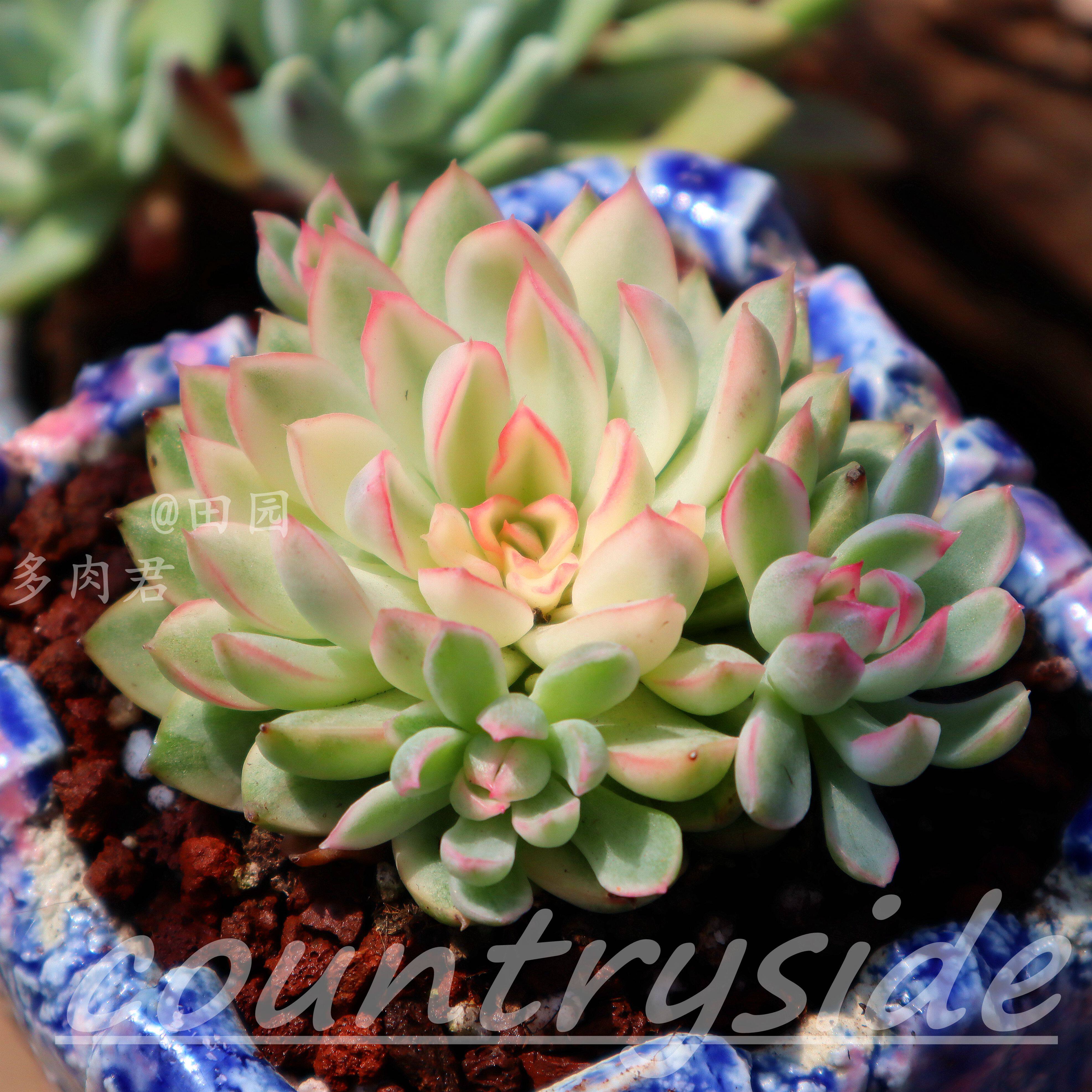 特价雏_女雏锦多肉植物贵货多肉 精品优选覆伦锦 一物一拍 田园多肉君