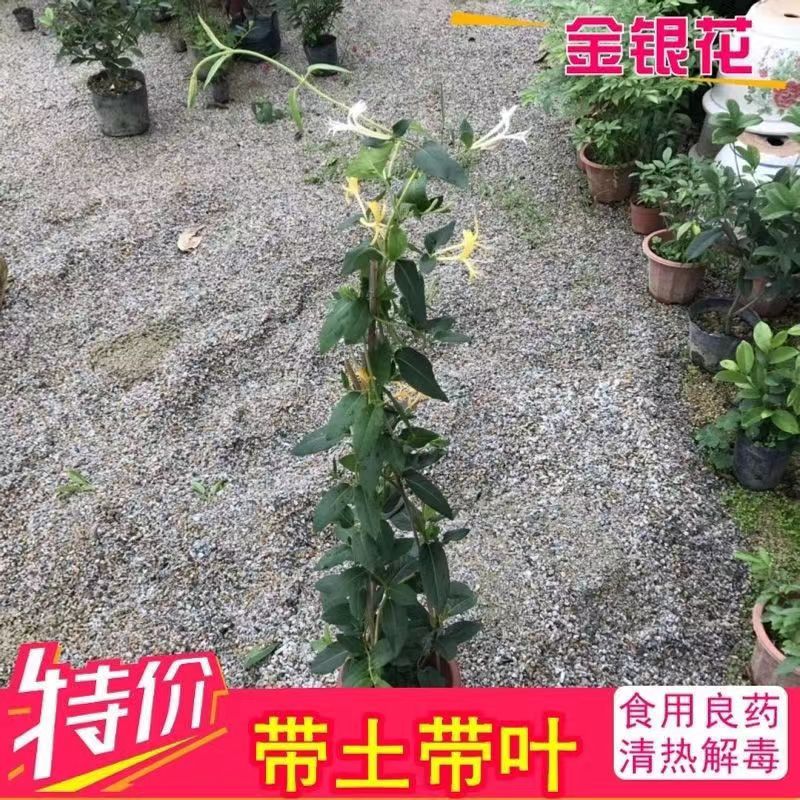 金银花苗爬藤植物可食用药用盆栽四季开花耐寒花卉黄白金银花树苗