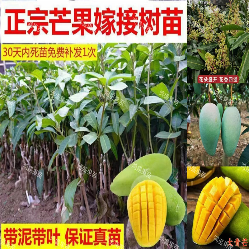 芒果树苗嫁接四季芒金煌芒贵妃芒果苗树盆栽矮化庭院阳台当年结果