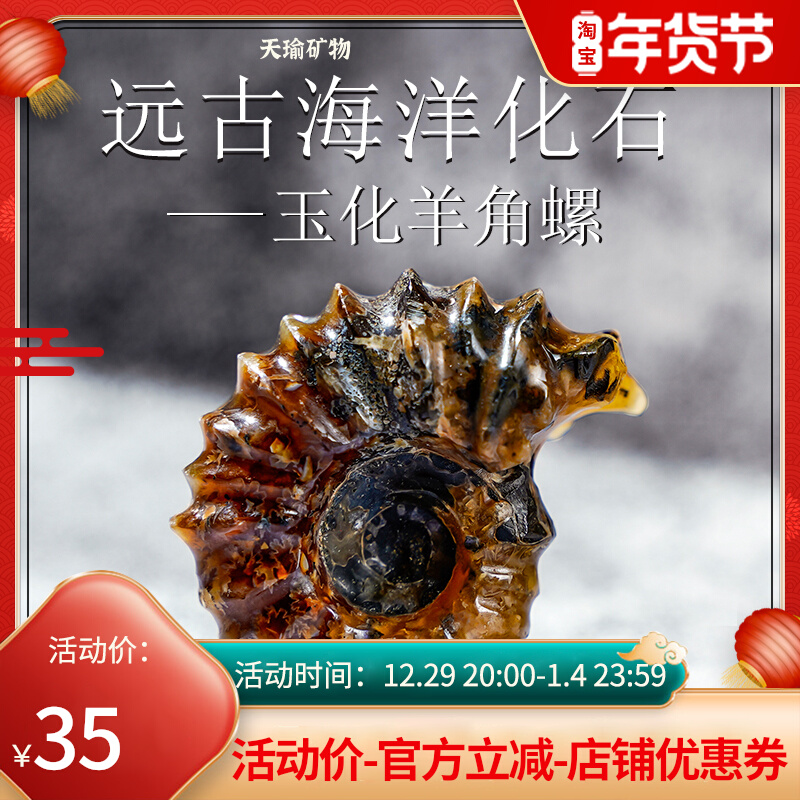 天然原石标本古生物羊角螺化石海螺玉化螺海洋菊石石头家居摆件