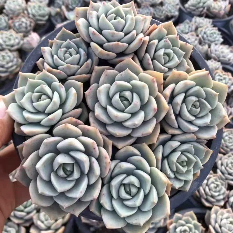 白牡丹12厘米盆种伪群生状态好带盆栽好好养白色多肉植物
