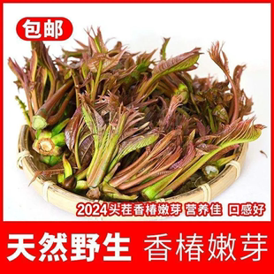 新鲜头茬香椿芽红油香椿当季野生嫩芽现摘现发绿芽香椿蔬菜包邮