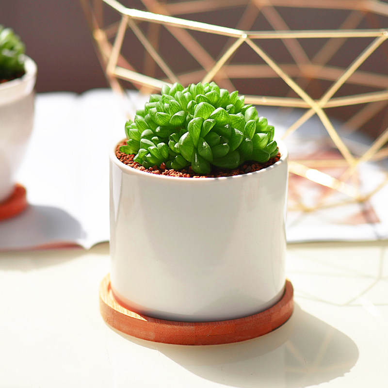 镜绿草玉露群生含陶瓷盆十二卷属桌面小盆栽绿植老桩肉肉花卉花盆