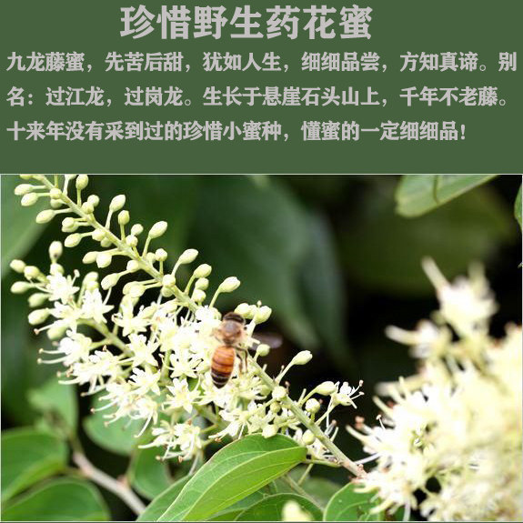蜂农自产自销 野生九龙藤蜜 原蜜天然无加工 石头山稀有蜂蜜