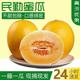 民勤蜜瓜金红宝黄河蜜甜瓜7/9/12斤香甜多汁当季新鲜水果产地直发