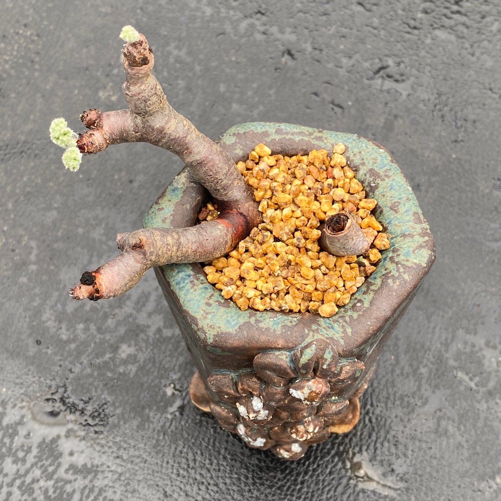 呼啦啦多肉【枝干洋葵】韩货精选一物一拍