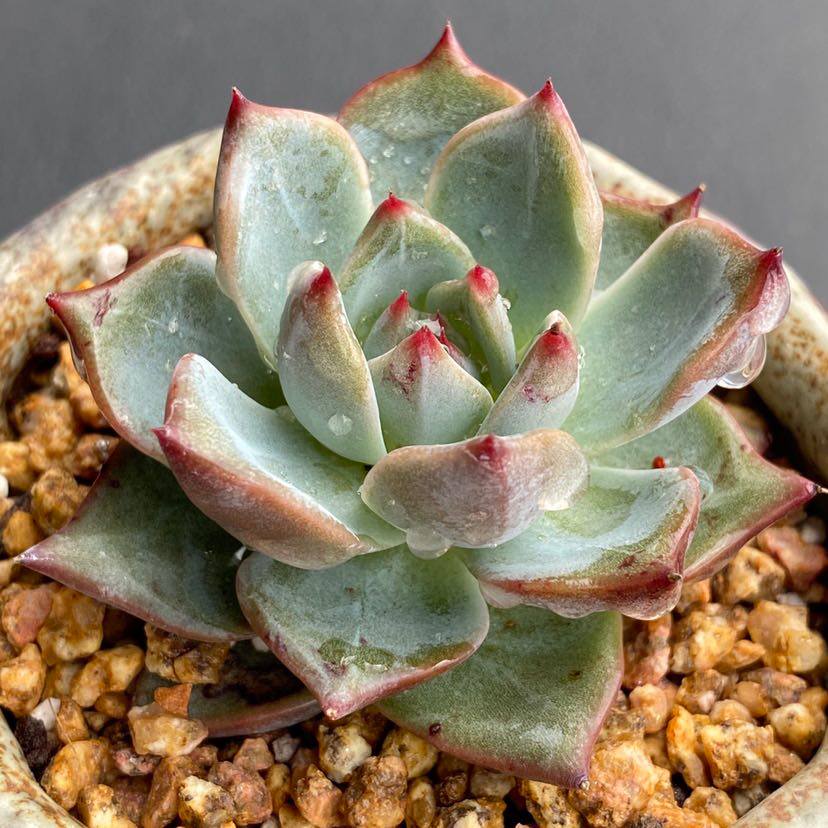 呼啦啦多肉【红龙】韩货多肉植物