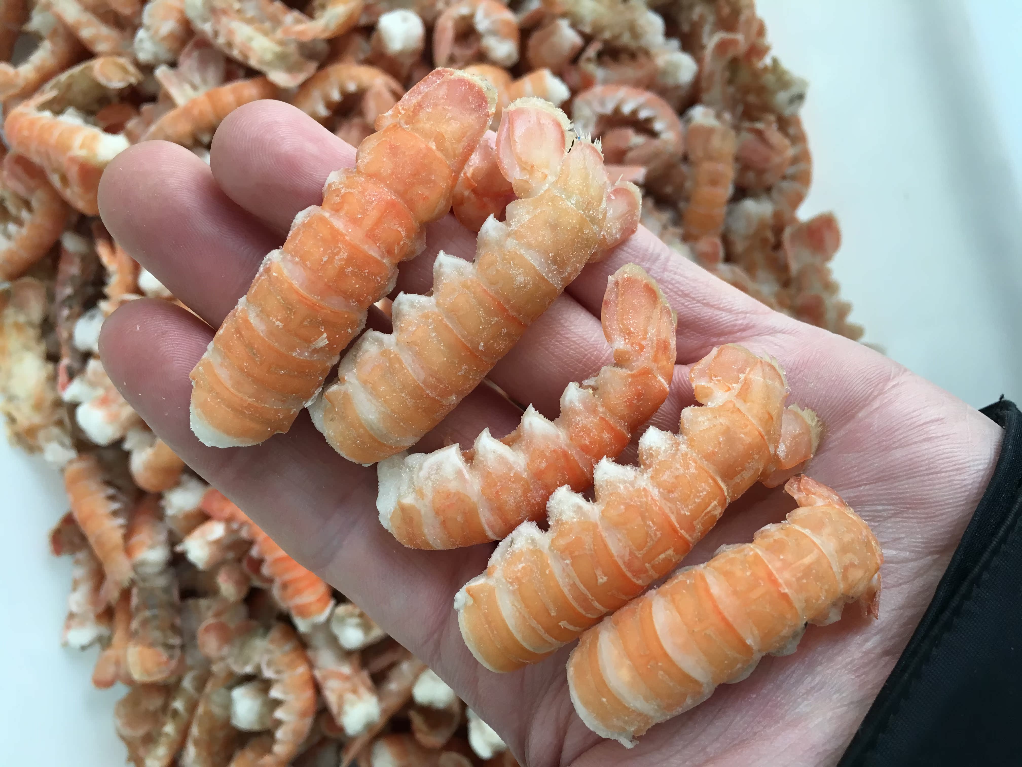 鳌蝦尾 海龍蝦尾 英國進口野生蝦球 性價比高特價 小龍蝦尾在類目 水產肉類/新鮮蔬果/熟食, 海鮮/水產品/製品, 蝦類, 蝦類製品中 - 來自Buy2taobao.com提供專業的淘寶代購服務
