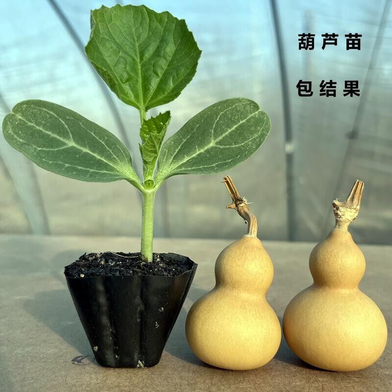 手捻文玩葫芦苗八宝大酒亚腰蚂蚁瓢巨型特小葫芦苗秧盆栽种子孑籽