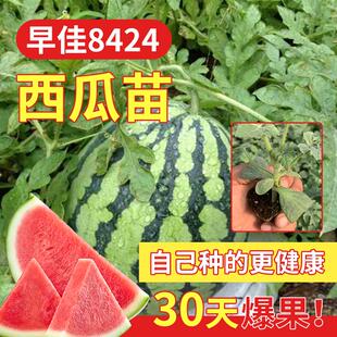 西瓜苗8424麒麟嫁接苗懒汉无籽西瓜秧四季南方阳台种植盆栽蔬菜苗