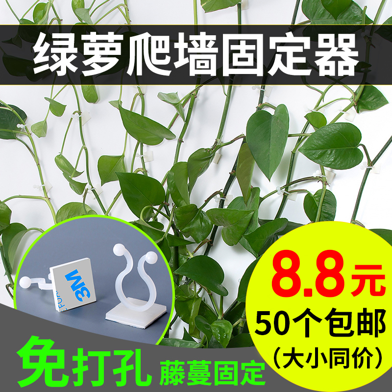 强力50个绿萝爬墙神器家用绿植攀爬固定器藤蔓固定夹子无痕粘扣