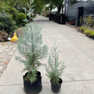 蓝冰柏盆栽多年生木本观叶植物耐寒耐冻四季常绿庭院花园花镜植物