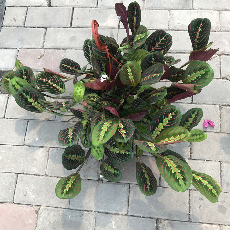 进口叶蝉竹芋稀有红蜻蜓竹芋办公室内客厅绿植彩叶网红叶禅竹芋