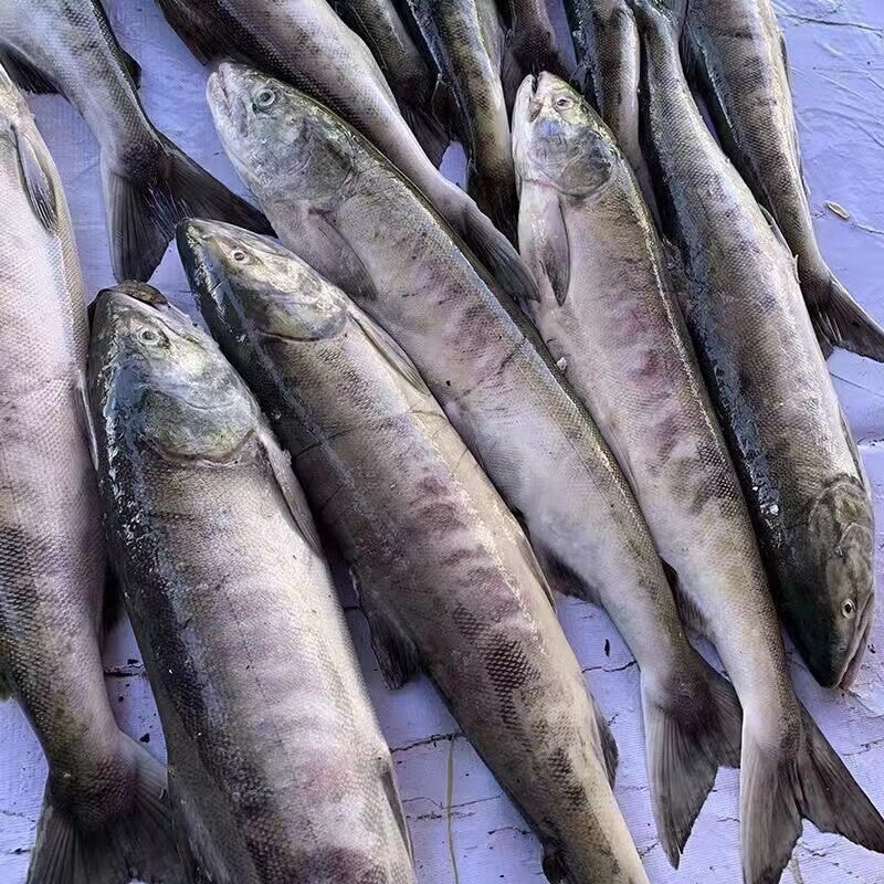 抚远大马哈鱼的做法(大马哈鱼啥时候回游到抚远?