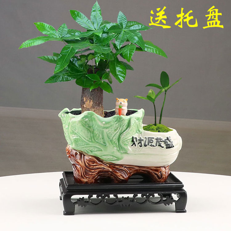 带托盘多肉花盆陶瓷圆形简约创意个性透气室内家用小绿植盆栽摆件