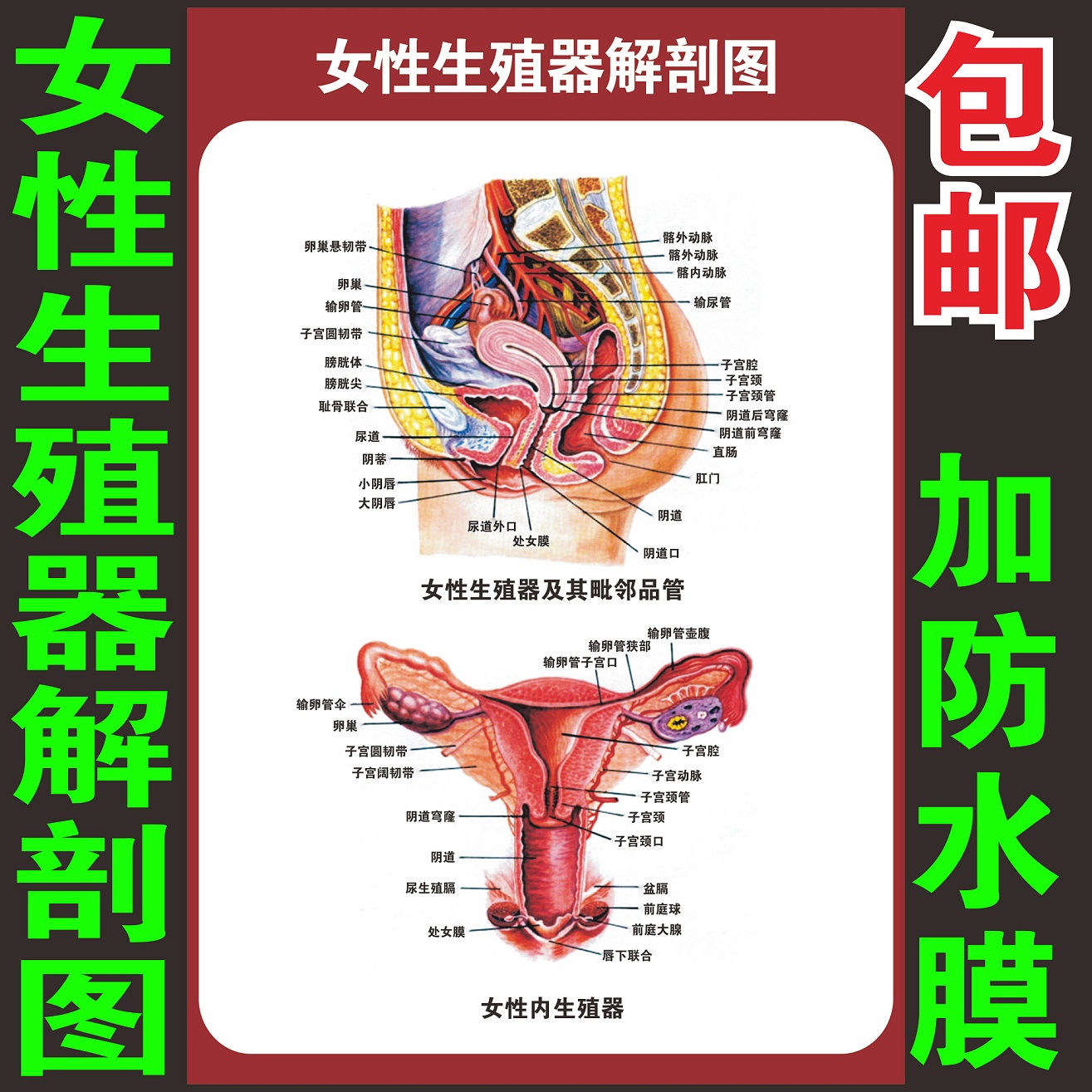 生殖女器女性解剖图人体