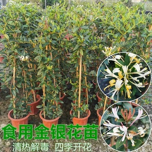 金银花苗爬藤植物可食用药用盆栽四季开花耐寒花卉黄白金银花树苗