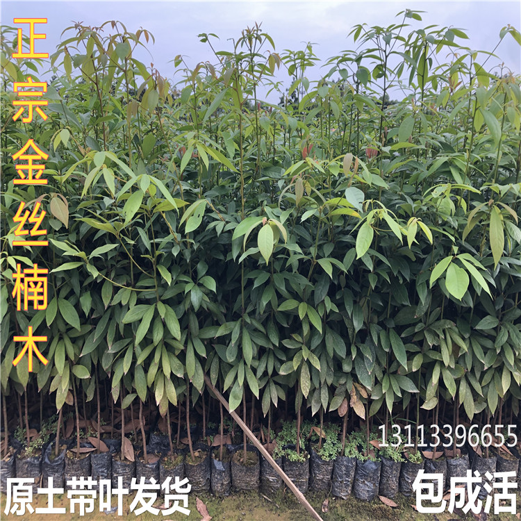 四川金丝楠木苗正宗金丝楠树苗名贵木苗小叶桢楠苗庭院镇宅楠木苗
