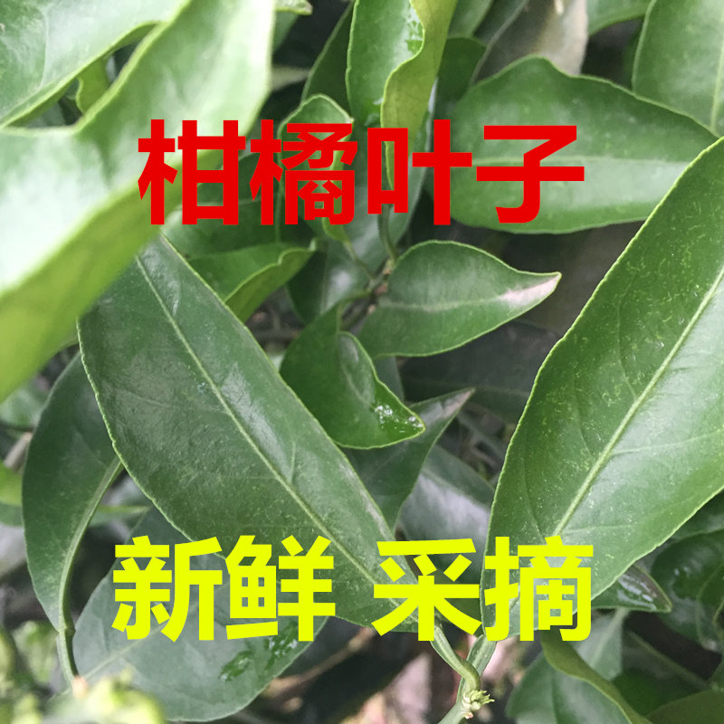 新鲜现采摘 柑橘叶 桔子叶 橙子树枝 叶子 西点蛋糕装饰绿色点缀|ruв категории водной мясо/свежие фрукты и овощи/еда, свежие фрукты, апельсин - от Buy2taobao.com для оказания профессиональной услуги покупки агента Taobao