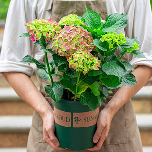 无尽夏绣球花苗盆栽庭院阳台四季开花不断好养植物花卉带花苞大盆