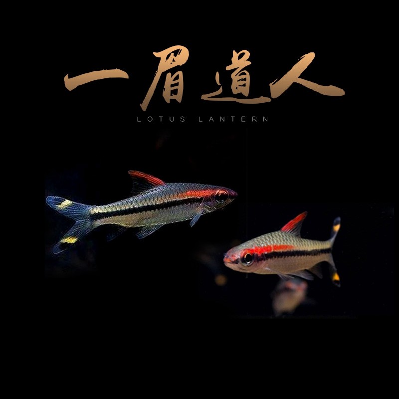 一眉道人品牌精品汇聚_价格大全 pc版 第28页-最宠网