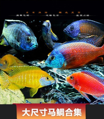 三湖慈鲷活体 马鲷岩栖大型鱼合集宠物鱼淡水热带鱼观赏鱼活体