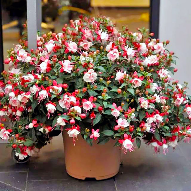 倒挂金钟灯笼吊钟海棠盆栽花卉重瓣阳台庭院带花苞好养原盆原土