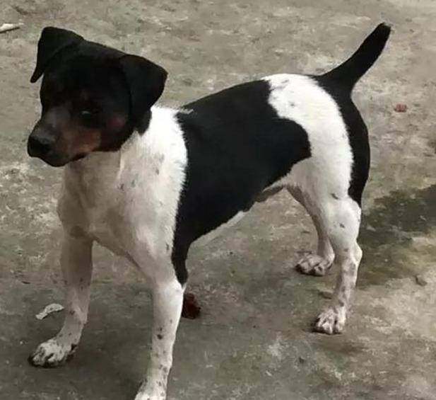 纯种太仓犬幼犬活体猎犬大型猎梗犬打猎犬火梗幼崽看家护卫犬养殖