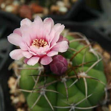 四海园艺 良宽仙人球实生裸萼属粉花 狂刺易养多肉植物